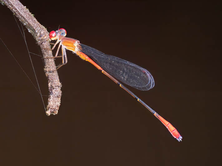 Telebasis rojinegra (Red-and-black Firetail) male.jpg